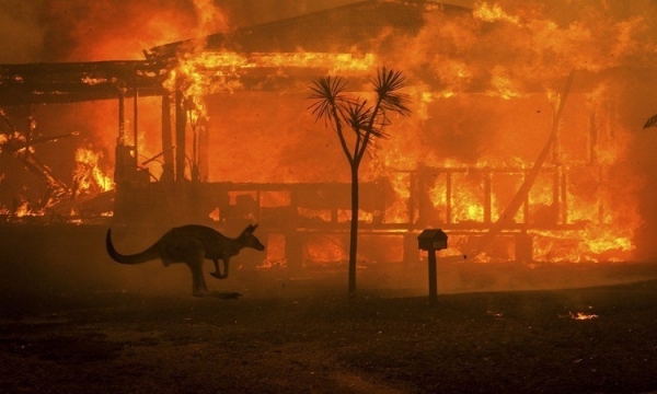 Cháy rừng ở Úc: Thảm họa của toàn nhân loại 